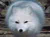 Аватар для White polar fox